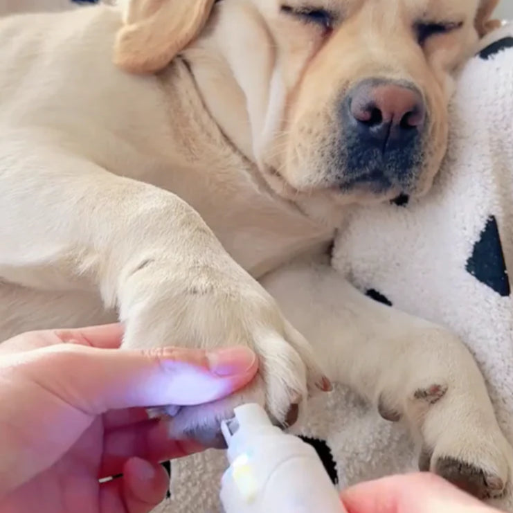 Solmarah™ Silent Paw